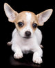 Chihuahua dog laying on a black background Wall Mural