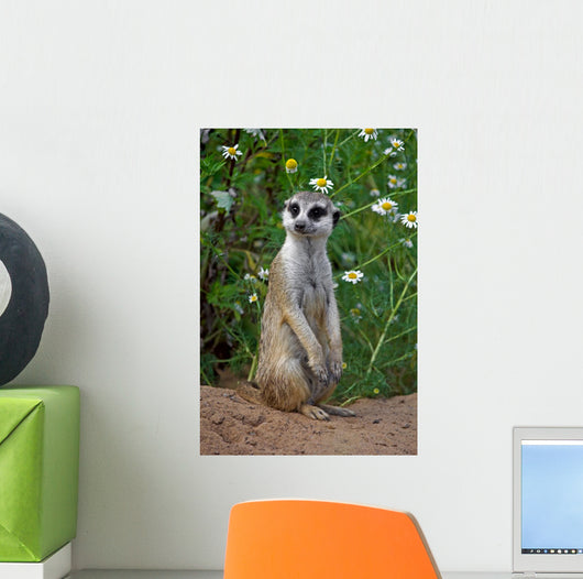 Looking meercat Wall Mural