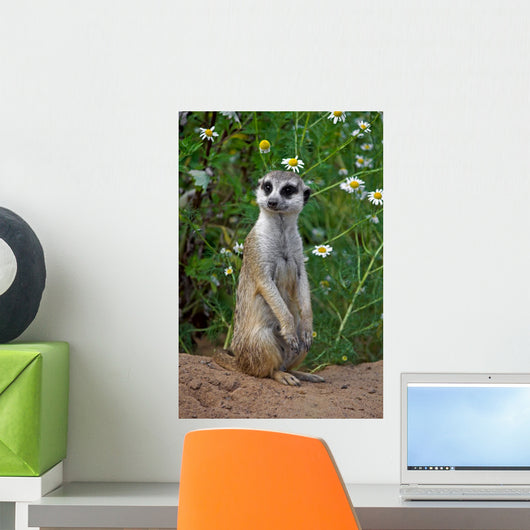 Looking meercat Wall Mural
