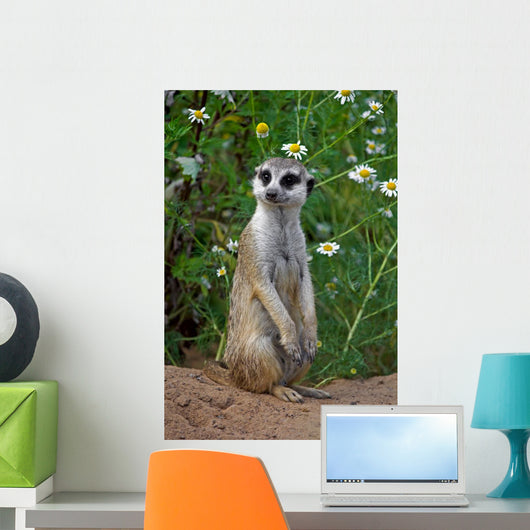 Looking meercat Wall Mural