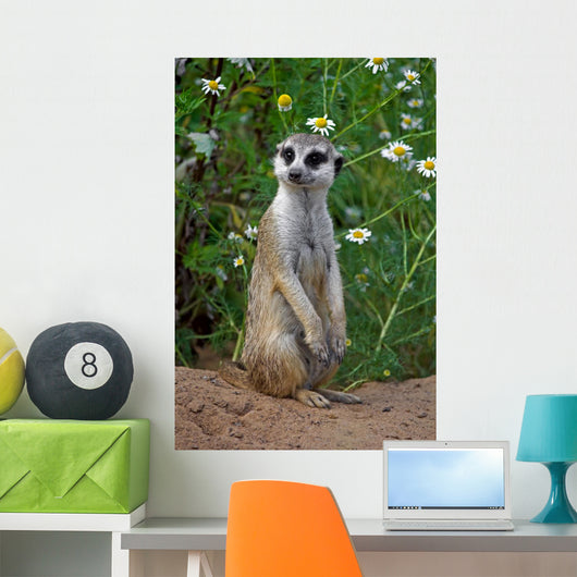 Looking meercat Wall Mural