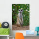 Looking meercat Wall Mural
