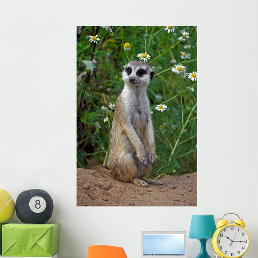 Looking meercat Wall Mural