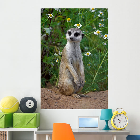 Looking meercat Wall Mural