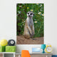 Looking meercat Wall Mural