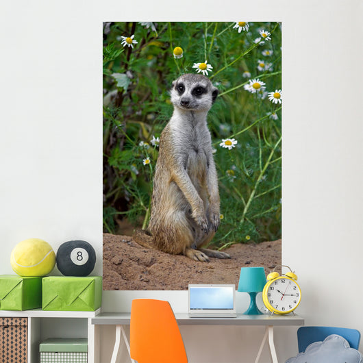 Looking meercat Wall Mural