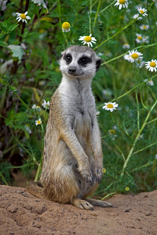 Looking meercat Wall Mural