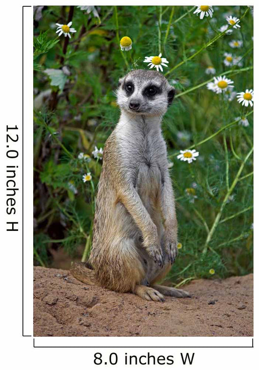 Looking meercat Wall Mural