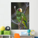 Yellow Lored Parrot Amazona
