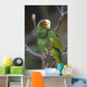 Yellow Lored Parrot Amazona