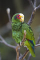 Yellow Lored Parrot Amazona