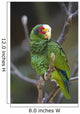 Yellow Lored Parrot Amazona