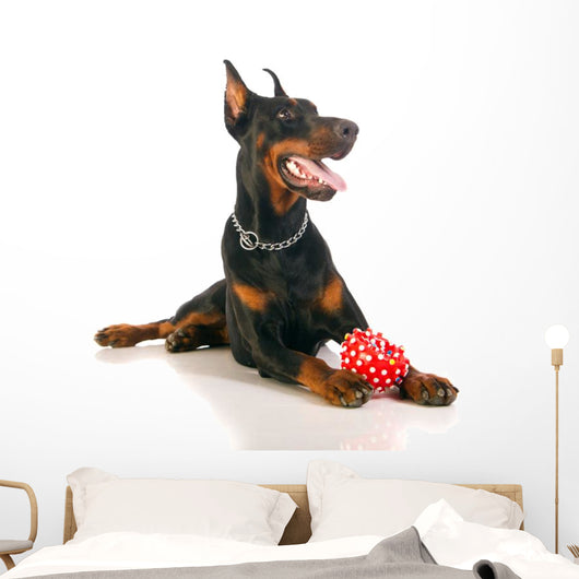 Great Doberman Dog with Favorite Toy Wall Decal
