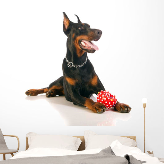 Great Doberman Dog with Favorite Toy Wall Decal