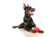 Great Doberman Dog with Favorite Toy Wall Decal