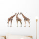 Giraffes White