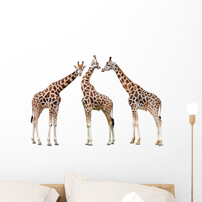 Giraffes White shown on a wall