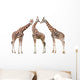 Giraffes White