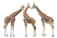 Giraffes White