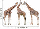 Giraffes White