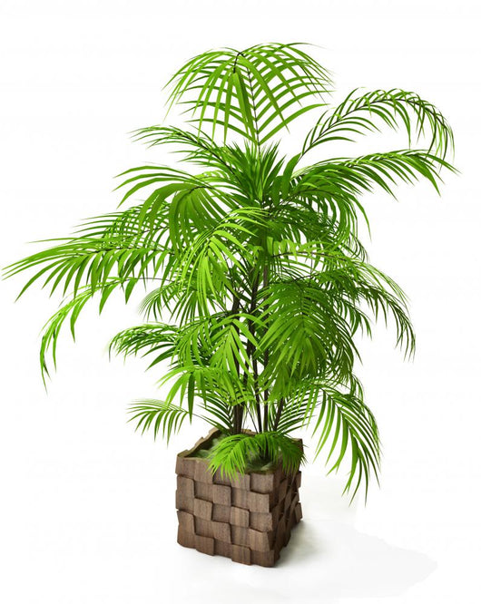 Palm Tree 3D
