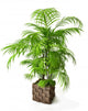 Palm Tree 3D
