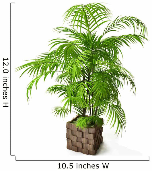 Palm Tree 3D