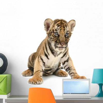 Baby Bengal Tiger Wall Decal shown on a wall