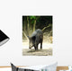 Wild Boar Sus Scrofa Wall Mural