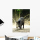 Wild Boar Sus Scrofa Wall Mural
