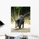 Wild Boar Sus Scrofa Wall Mural