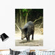 Wild Boar Sus Scrofa Wall Mural