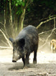 Wild Boar Sus Scrofa Wall Mural