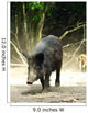 Wild Boar Sus Scrofa Wall Mural