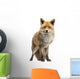 Red fox, Vulpes vulpes, standing, isolated on white Wall Decal