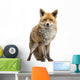 Red fox, Vulpes vulpes, standing, isolated on white Wall Decal