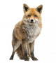 Red fox, Vulpes vulpes, standing, isolated on white Wall Decal