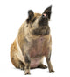 Domestic Pig Sitting and