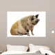 Domestic Pig Sitting and
