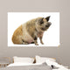 Domestic Pig Sitting and