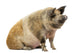 Domestic Pig Sitting and