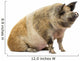 Domestic Pig Sitting and