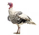 White Turkey Wall Decal