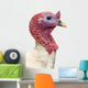 Close-up of a Turkey, Meleagris Gallopavo, Isolated on White Wall Decal