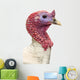 Close-up of a Turkey, Meleagris Gallopavo, Isolated on White Wall Decal