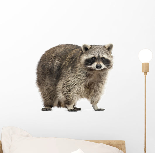 Chubby Lil Raccoon Wall Decal