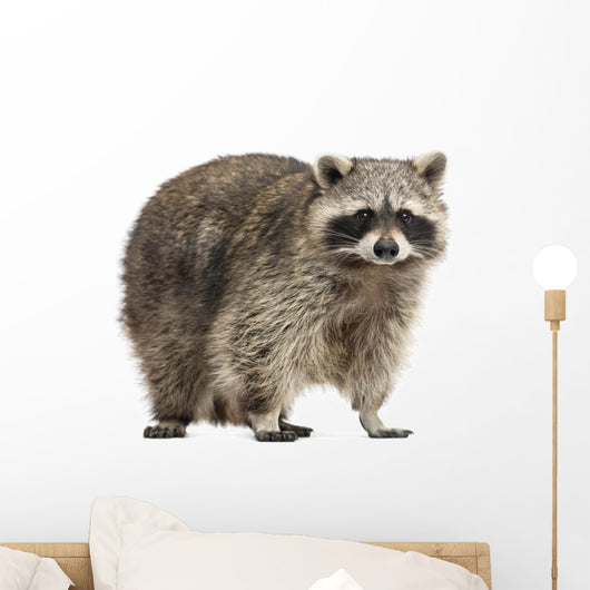Chubby Lil Raccoon Wall Decal