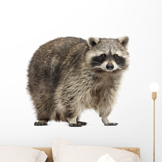 Chubby Lil Raccoon Wall Decal