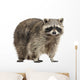 Chubby Lil Raccoon Wall Decal