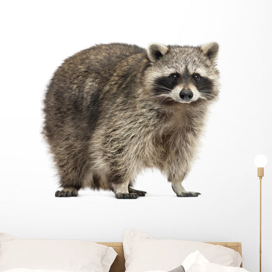 Chubby Lil Raccoon Wall Decal